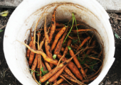 farm-barrel-of-carrots