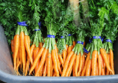 farm-carrots