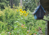 sunflower-birdhouse