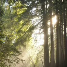 image of trees